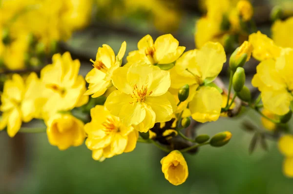 Flor — Fotografia de Stock