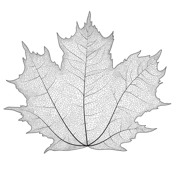 Dibujo vectorial de una hoja de arce. Las venas en las hojas del arce . — Archivo Imágenes Vectoriales