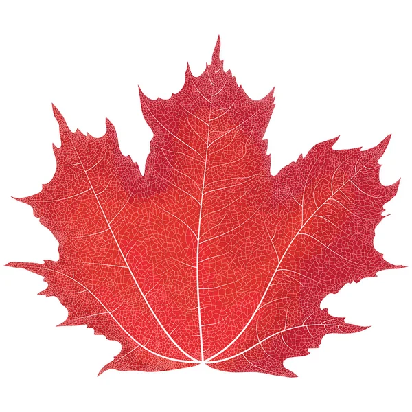 Sonbahar akçaağaç çizim vektör yaprak. Kırmızı akçaağaç yaprağı.