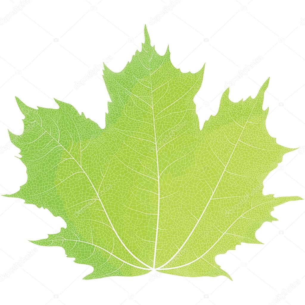 Vector drawing of autumn maple leaves. Green maple leaf.