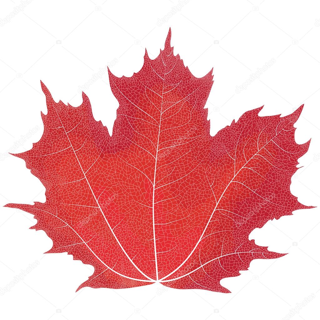 Vector drawing of autumn maple leaves. Red maple leaf.