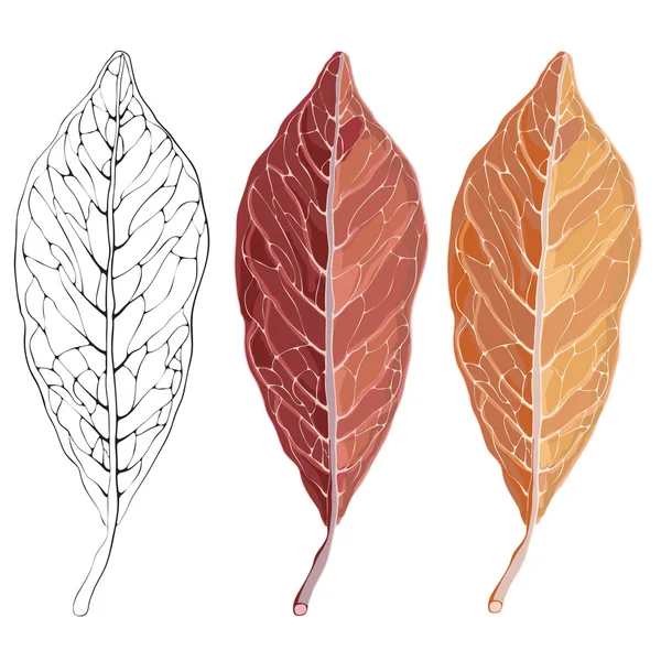 İzole kırmızı sonbahar yaprak. Vektör çizim tasarımınız için.
