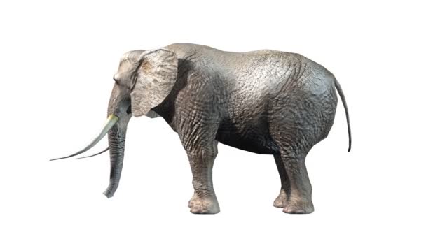 3D-cg rendering van een olifant — Stockvideo