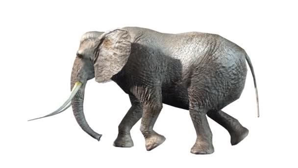 3D-cg rendering van een olifant — Stockvideo