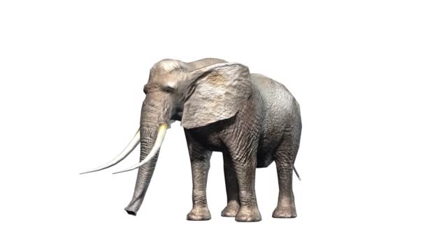 3D-cg rendering van een olifant — Stockvideo