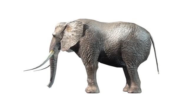 3D cg-rendering av en elefant — Stockvideo