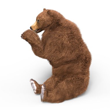 bir ayının 3d cg işleme