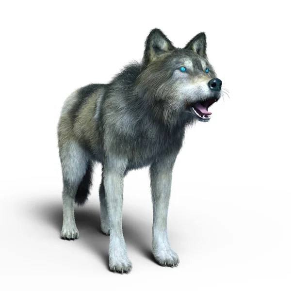 3D-s cg visszaadás-ból egy farkas — Stock Fotó