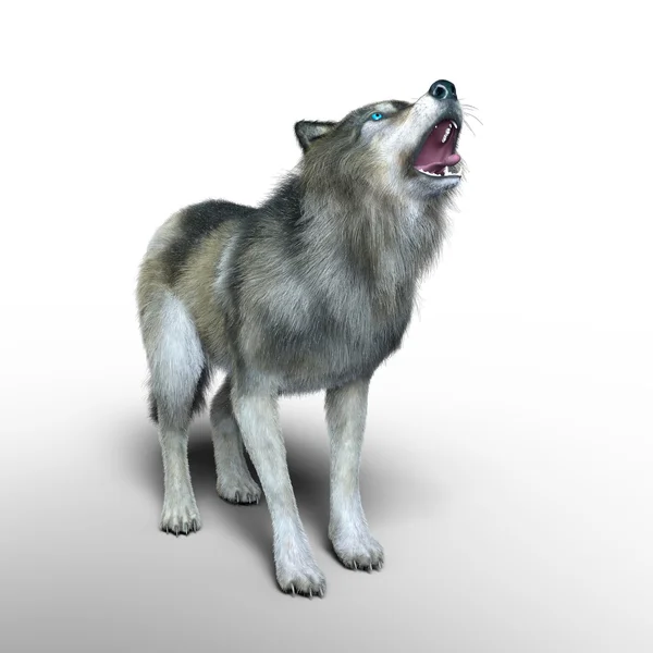 3D CG renderização de um lobo — Fotografia de Stock