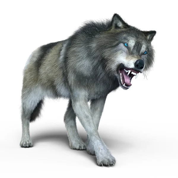 3d cg işleme bir kurt