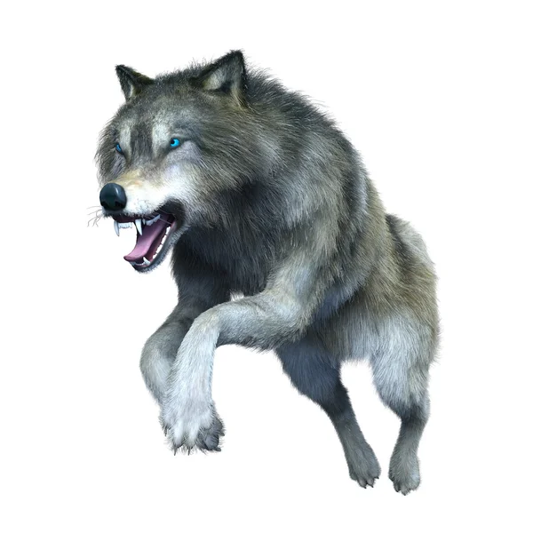 3d cg işleme bir kurt