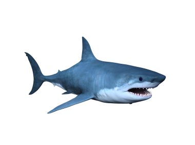 bir köpekbalığı 3d cg render