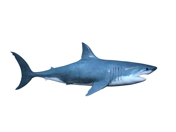 3D CG rendering of a shark — Stock Photo, Image