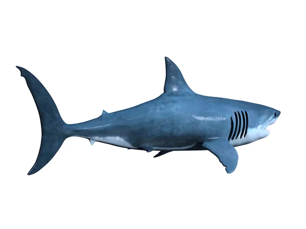 3D rendu 3D d'un requin — Photo