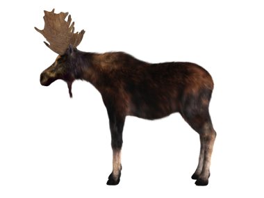 bir geyik 3d cg render 