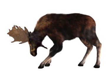 bir geyik 3d cg render 