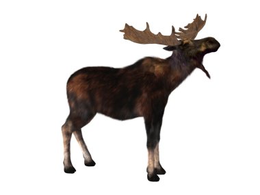 bir geyik 3d cg render 