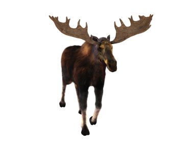 bir geyik 3d cg render 