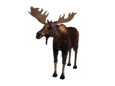 bir geyik 3d cg render 