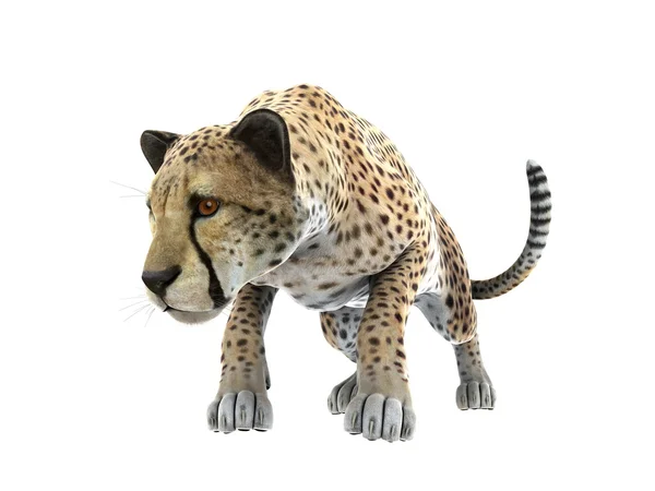 Rendering CG 3D di un ghepardo — Foto Stock