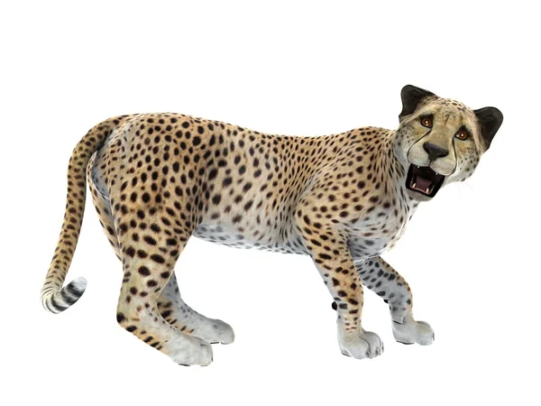 3D CG-рендеринг гепарда — стоковое фото