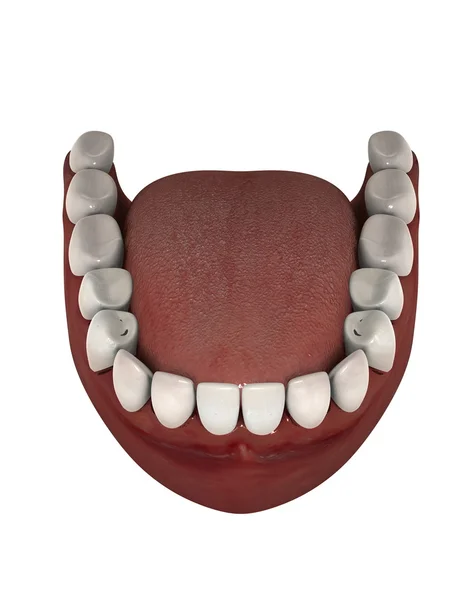 3D CG rendering of dentures — Stock Photo, Image