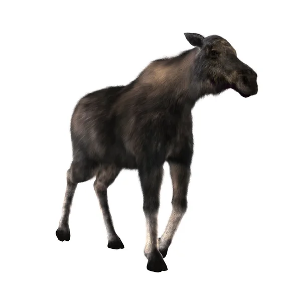 3D CG rendering of a moose — Stock Photo, Image