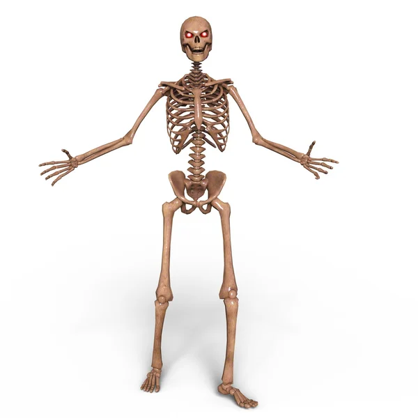 3D cg Darstellung eines Skeletts — Stockfoto