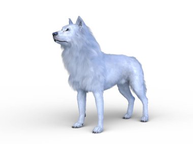 Bir kurdun 3 boyutlu görüntülemesi