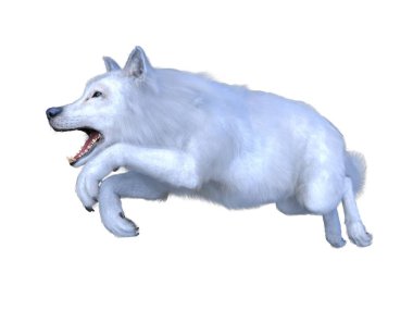 Bir kurdun 3 boyutlu görüntülemesi