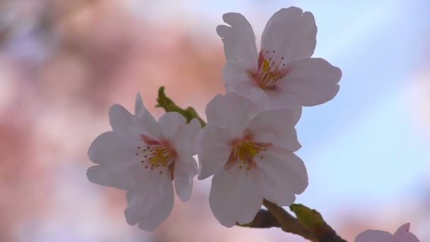 Fiore di ciliegio — Video Stock