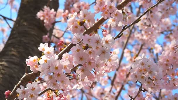 Cherry blossom — Stock Video