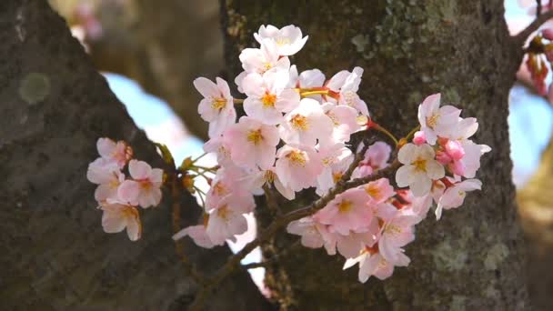 Körsbärsblomma — Stockvideo