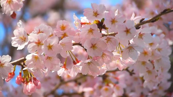 Cherry blossom — Stock Video