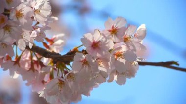 Kiraz çiçeği.