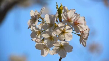 Kiraz çiçeği.