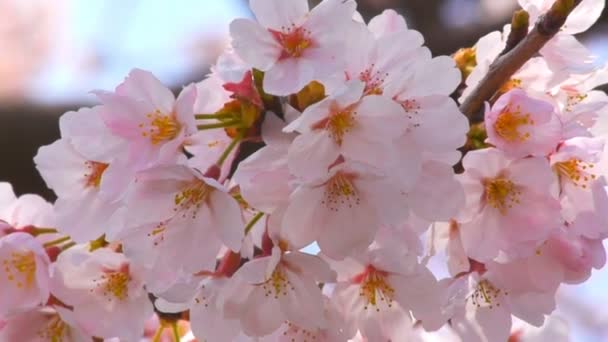 Flor de cerezo — Vídeo de stock