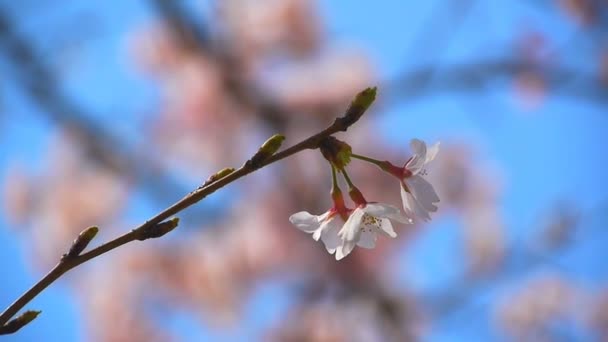 Fiore di ciliegio — Video Stock