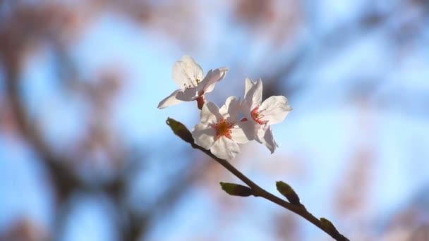 Fiore di ciliegio — Video Stock