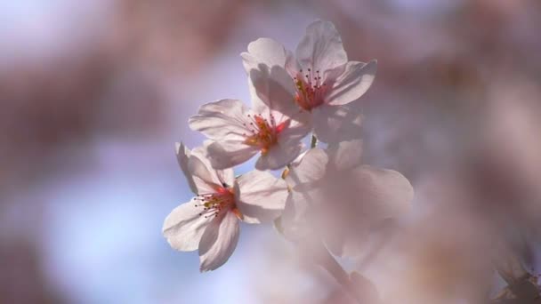 Fiore di ciliegio — Video Stock