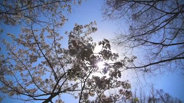 Flor de cerezo — Vídeo de stock