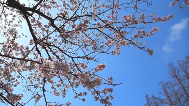 Cherry blossom — Stock Video