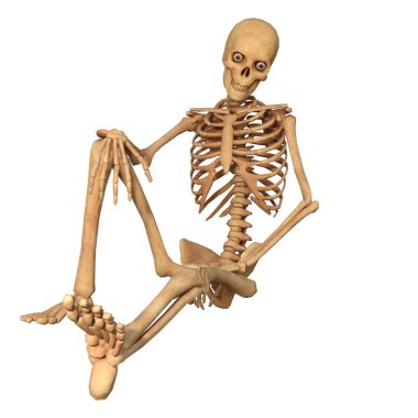 İskelet