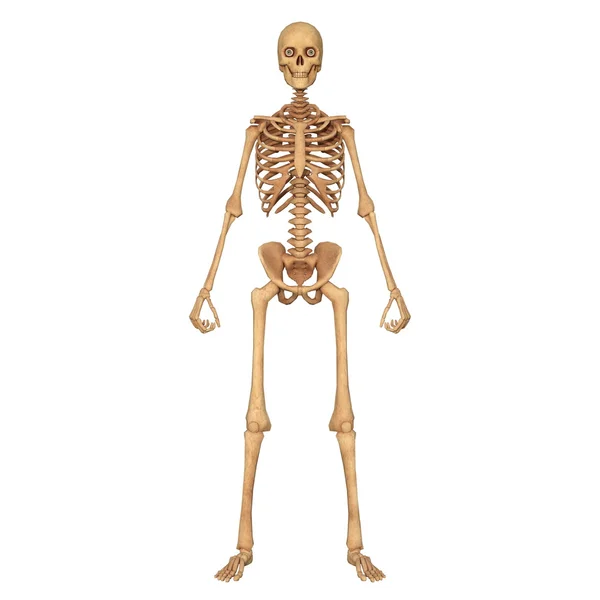Esqueleto — Fotografia de Stock