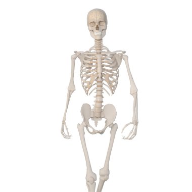 İskelet