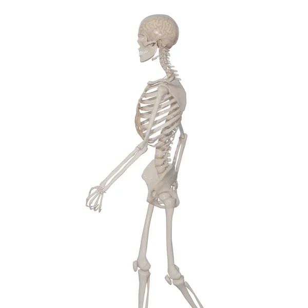 Skeleton — Stock Photo, Image