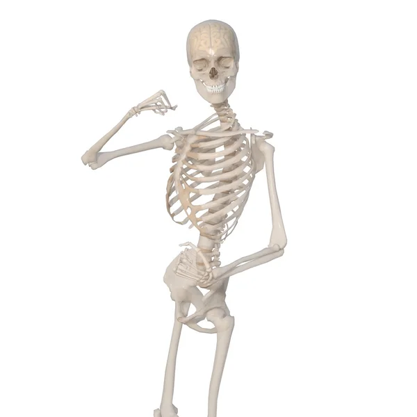 Skeleton — Stock Photo, Image