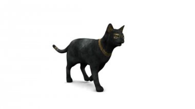 siyah kedi