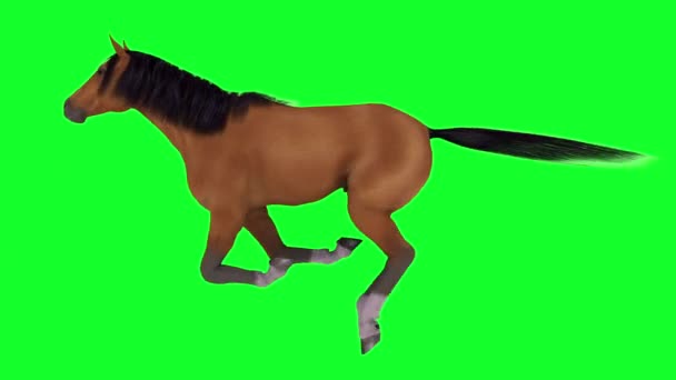 Häst — Stockvideo