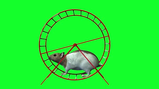 Hamster — Stockvideo